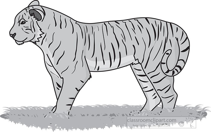 tiger-312-01a-gray.jpg