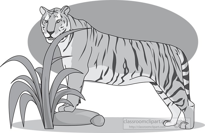 tiger-32805-gray.jpg