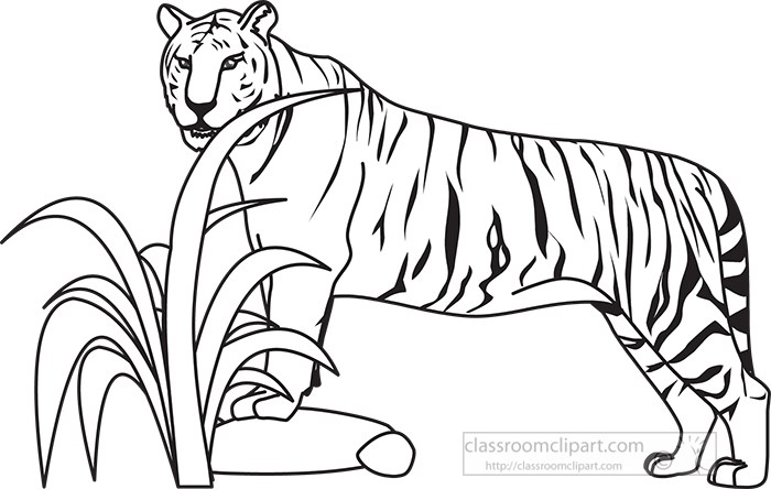 tiger-resting-legs-on-rock-black-outline-clipart.jpg