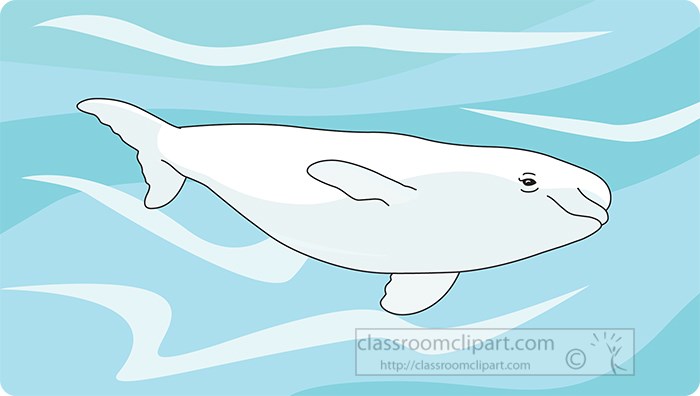 beluga-whale-swimming-under-water-vector-clipart.jpg