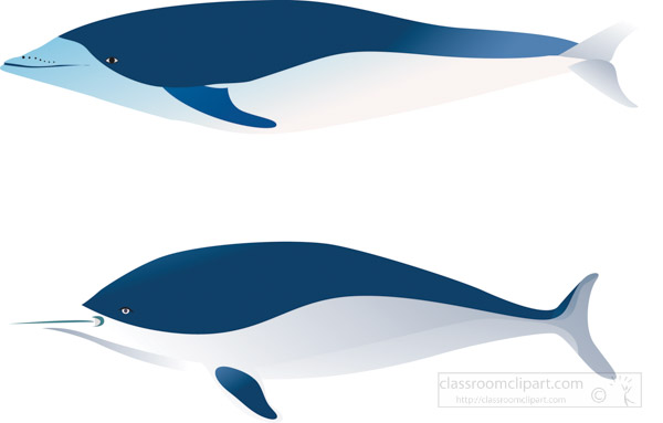 example-of-whale-and-dolphin-vector-clipart.jpg