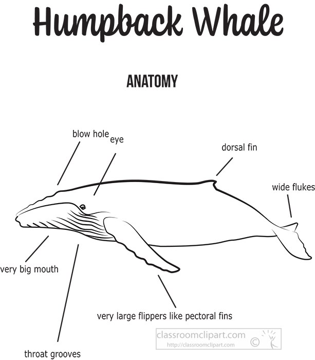 humpback-whale-anatomy-illustration-vector.jpg