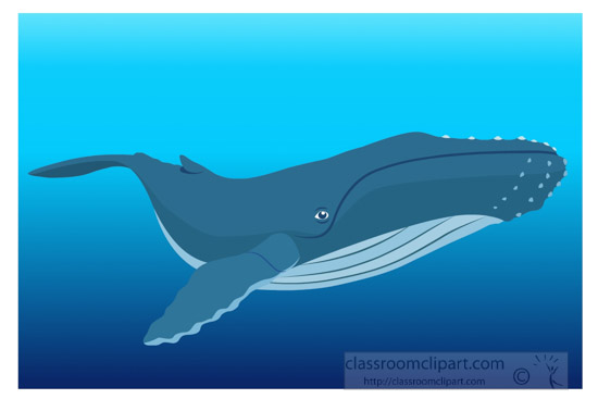 humpback-whale-in-natural-environment-underwater-clipart.jpg