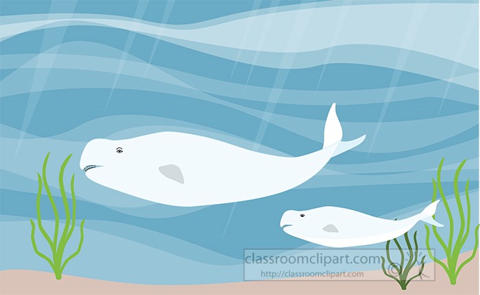 two-beluga-whales-swimming-underwater-vector-clipart.jpg