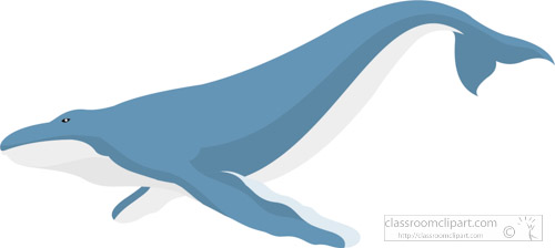 whale-clipart-1645.jpg