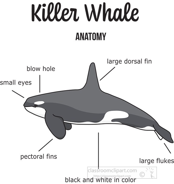 whales-killer-anatomy-illustration-vector.jpg