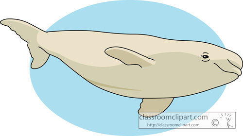 whales_beluga_whale_728.jpg