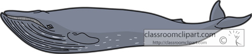 Whale Clipart Clipart - whales_blue_whale_728 - Classroom Clipart