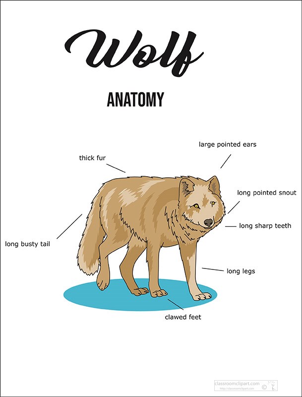 wolf-anatomy-printout-copy.jpg