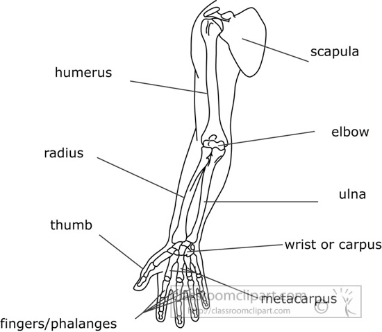 bone-strurcture-of-the-human-arn-outline-clipart-04a.jpg