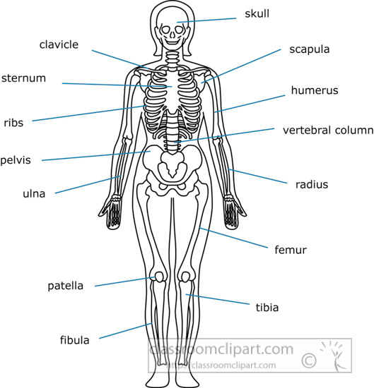 bone-strurcture-of-the-human-body-front-outline-clipart-12.jpg