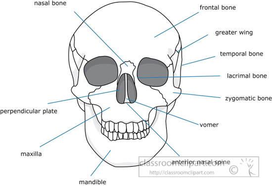 bone-strurcture-of-the-human-face-skull-01a.jpg