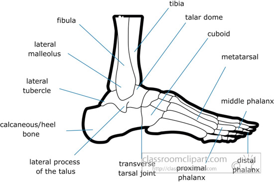 bone-strurcture-of-the-human-foot-outline-clipart.jpg