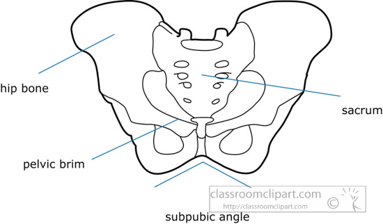 bone-strurcture-of-the-human-pelvis-outline-clipart-06a.jpg