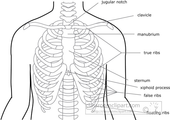 bone-strurcture-of-the-rib-cage-outline-clipart-14.jpg