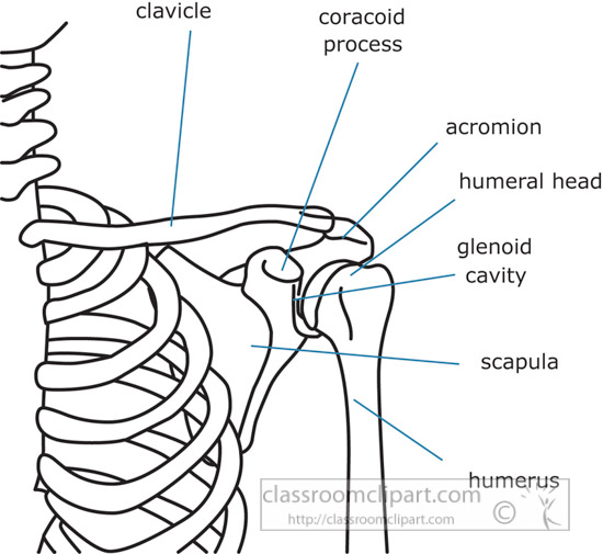 bone-strurcture-of-the-shoulder-human-body-outline-clipart.jpg