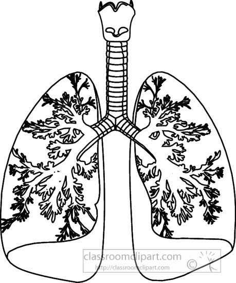 human-anatomy-trachea-lungs-aveoli-outline-clipart.jpg