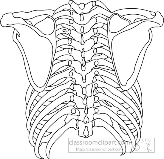 human-spine-with-ribe-case-outline-clipart.jpg