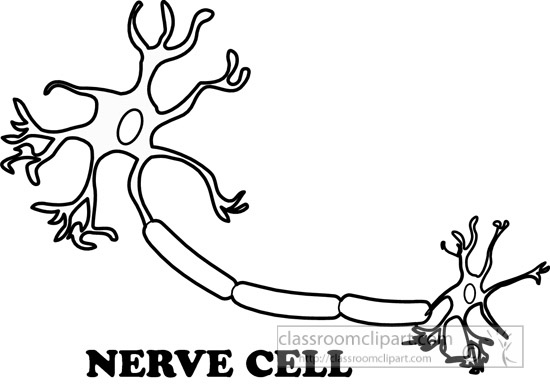 nerve-cell-black-white-outline-clipart.jpg