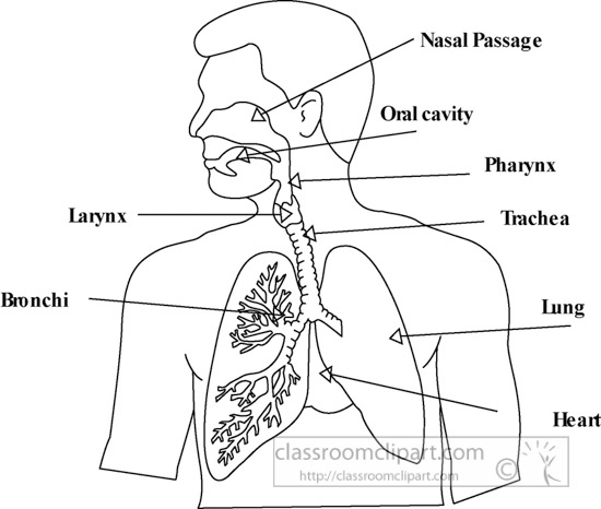 respiratory-system-diagram-outline-clipart-1218.jpg