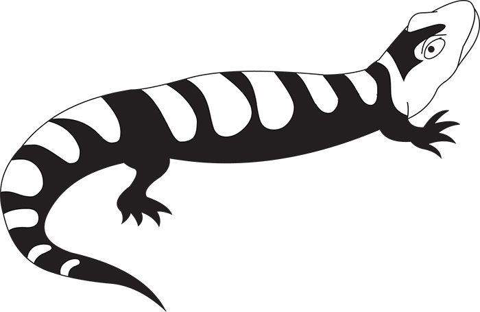 amphibian-salamander-black-white-outline-cliprt.jpg