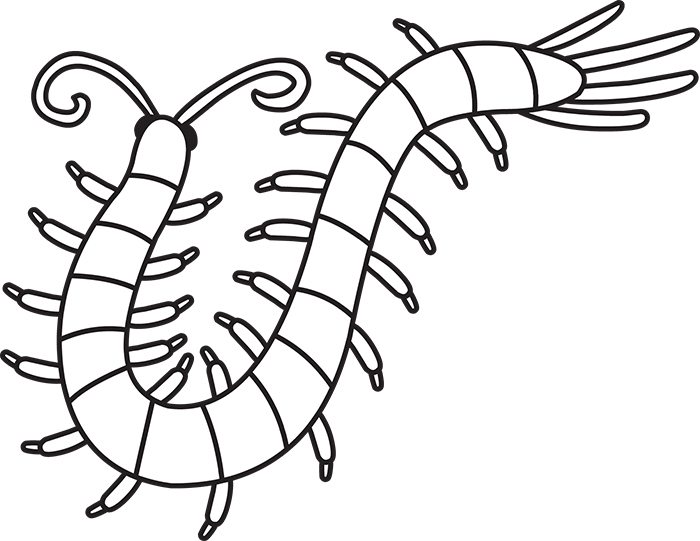 arthropod-millipede-black-white-outline-cliprt.jpg