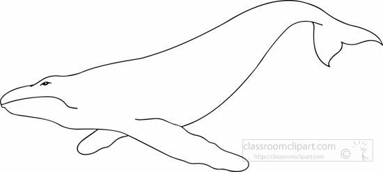 black-white-whale-black-white-1622.jpg