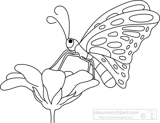 butterfly-black-white-outline-clipart-5721.jpg