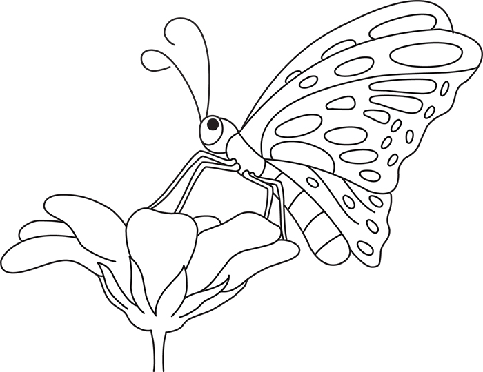 butterfly-lands-on-flower-black-white-outline-clipart.jpg