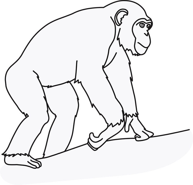 chimpanzee-walking-02-outline.jpg