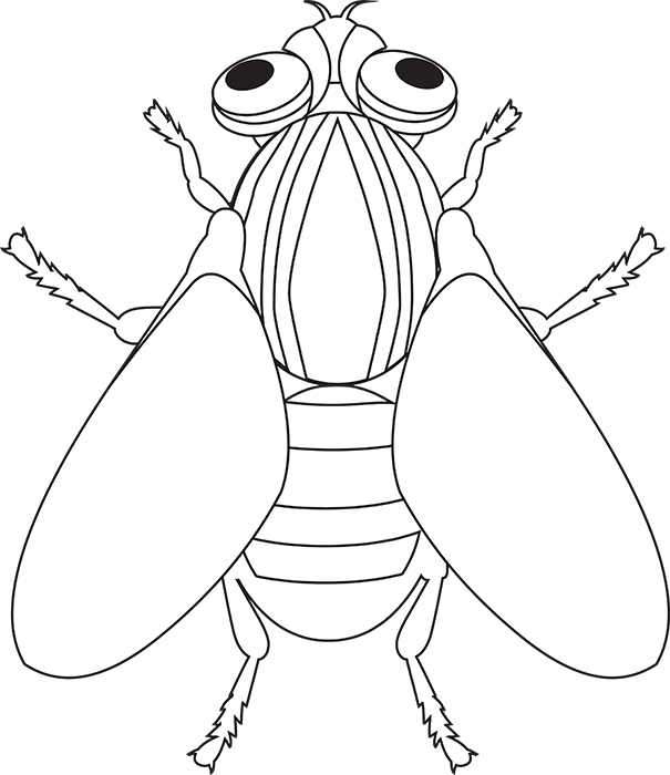 house-fly-insect-black-white-outline-clipart.jpg
