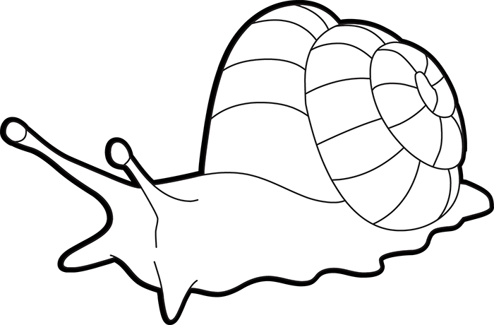 mollusks-giant-land-snail-outline-cliprt.jpg