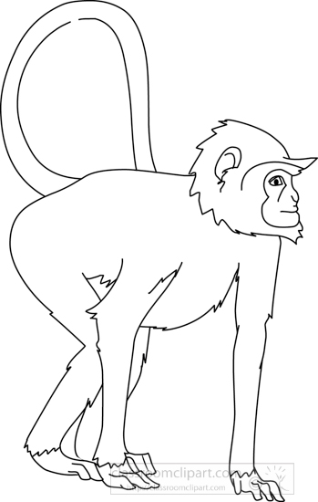 monkey_curly_tail_04A_outline.jpg