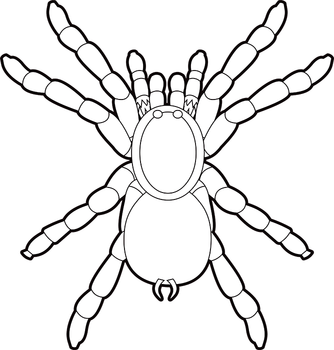 tarantula-spider-black-white-outline-clipart.jpg