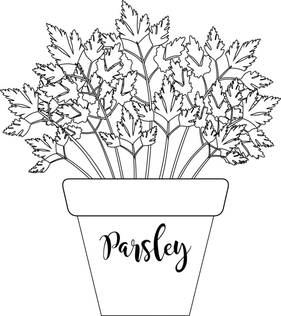 herb-parsley-labeled-in-planter-black-white-outline-clipart.jpg