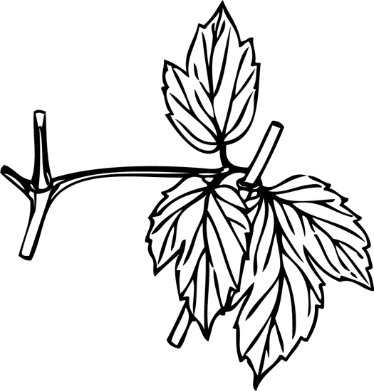 leaf_lendril_wrapped_around_twig.jpg