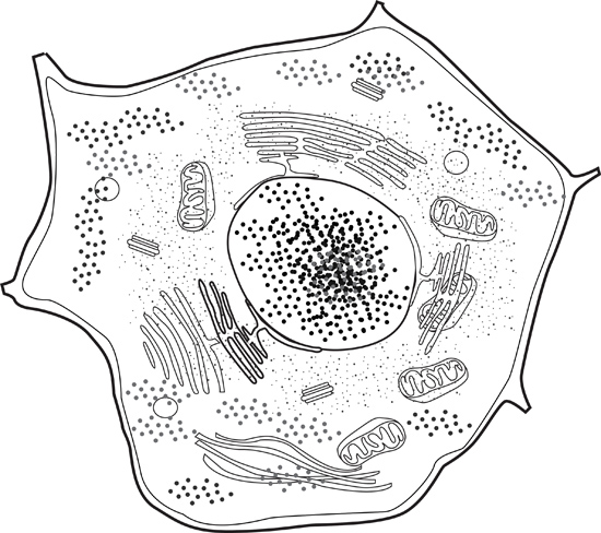 cell-animal-nucleus-golgi-body-outline.jpg