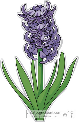 hyacinth_flower_clipart-313.jpg