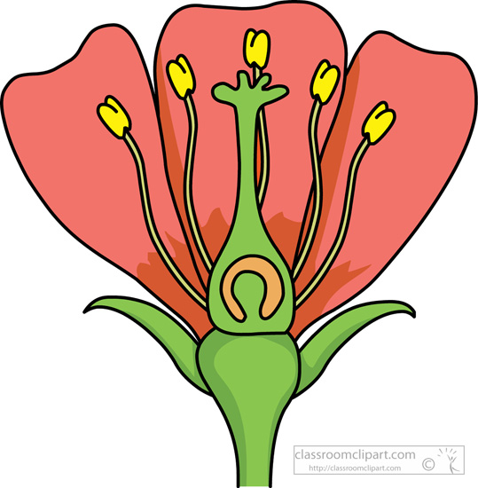 parts-of-a-flower-petals-stigma-sepal-anther-no-labels-clipart.jpg