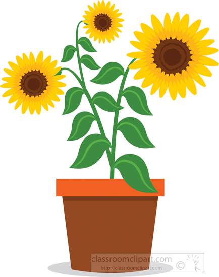 Flowers Clipart - sunflower-plant-clipart - Classroom Clipart