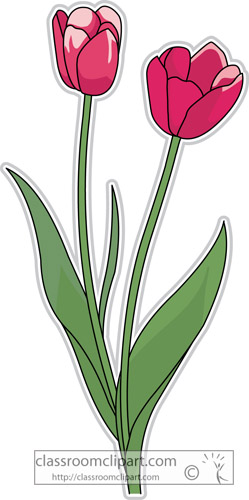 tulip_flower_clipart-307.jpg