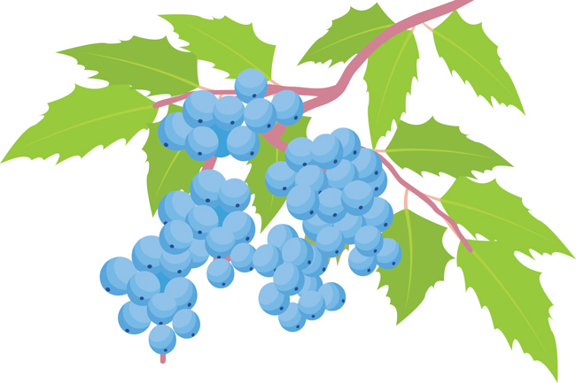 oregon-grape-plant-clipart.jpg