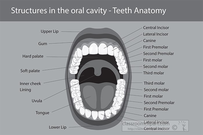 anatomy-of-teeth-oral-cavity-labeled-gray-color.jpg