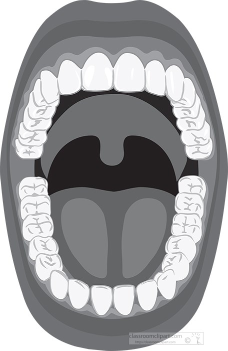 anatomy-of-teeth-oral-cavity-white-background-gray-color.jpg