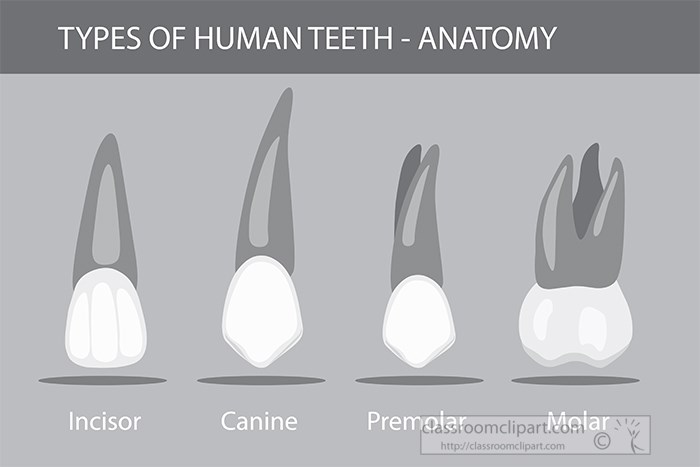 different-types-of-teeth-human-anatomy-gray-color.jpg