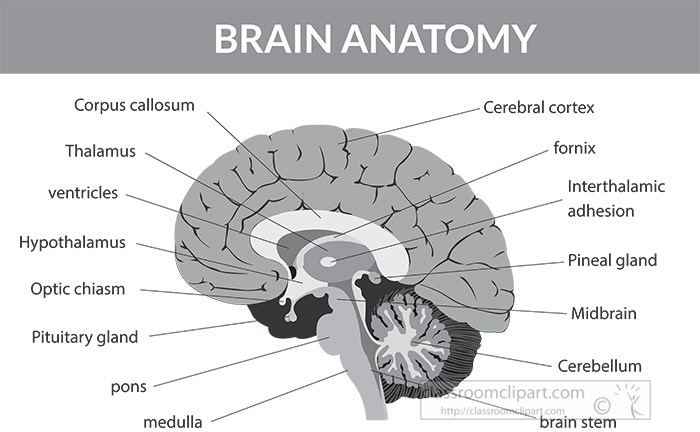 human-brain-anatomy-labeled-gray-color.jpg