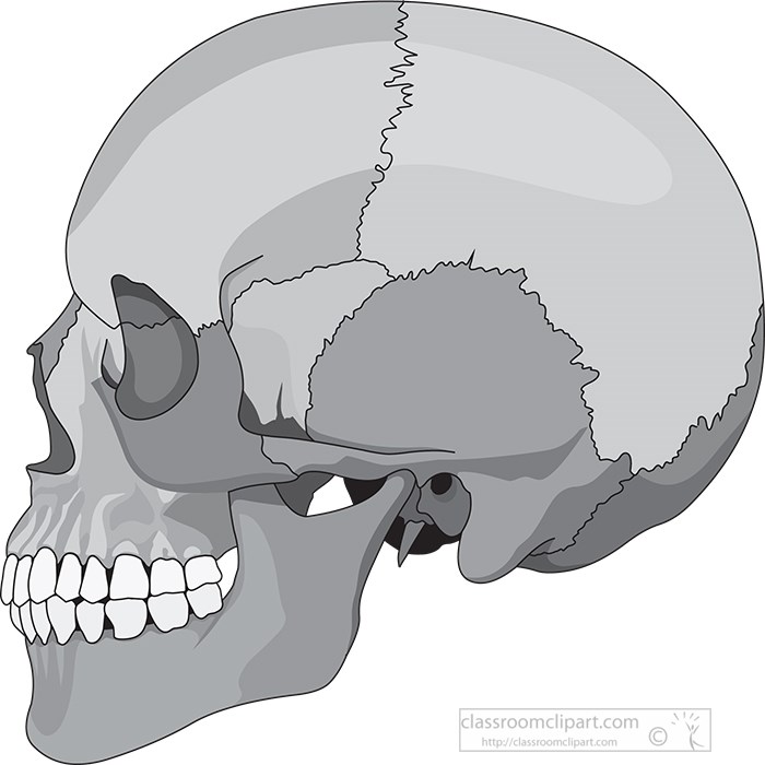 human-skull-side-view-anatomy-gray-color.jpg