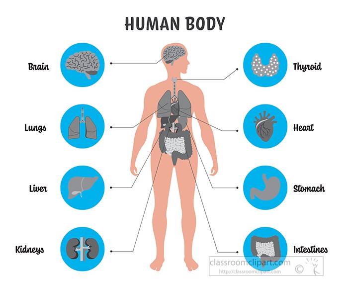 illustration-labeled-of-the-human-body-gray-color-.jpg