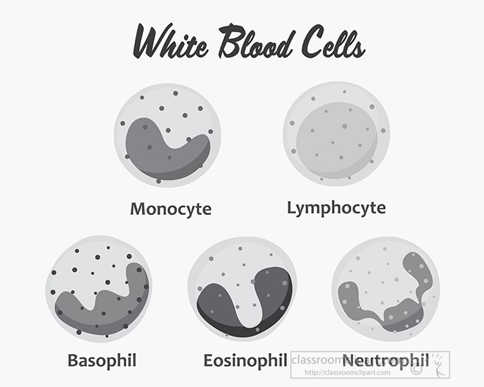 white-blood-cells-set-science-gray-color.jpg