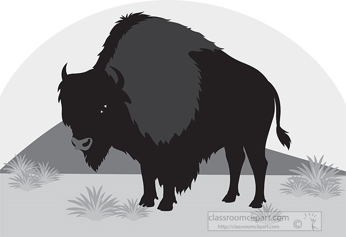 bison-animal-on-praire-gray-color.jpg